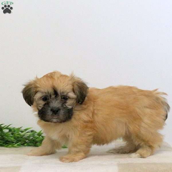 Flora, Teddy Bear Puppy