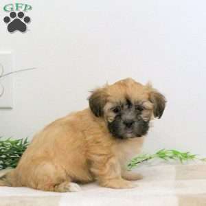 Flora, Teddy Bear Puppy