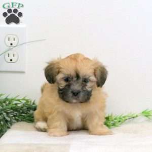 Flora, Teddy Bear Puppy