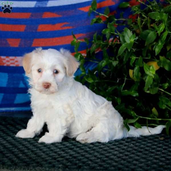 Flossie, Havanese Puppy