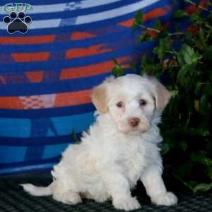Flossie, Havanese Puppy