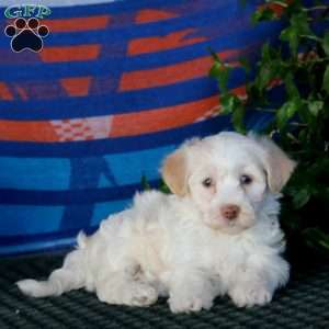 Flossie, Havanese Puppy
