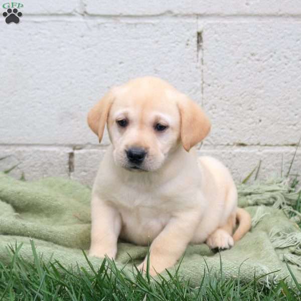 Floyd, Yellow Labrador Retriever Puppy