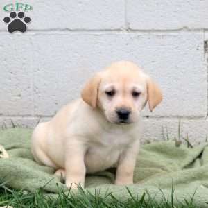 Floyd, Yellow Labrador Retriever Puppy
