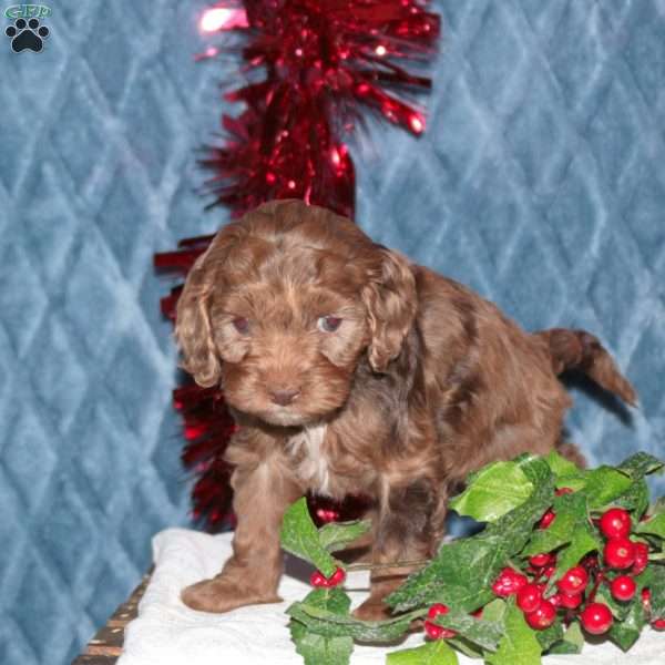 Fluffy, Cockapoo Puppy