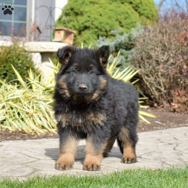 Ford, German Shepherd Puppy