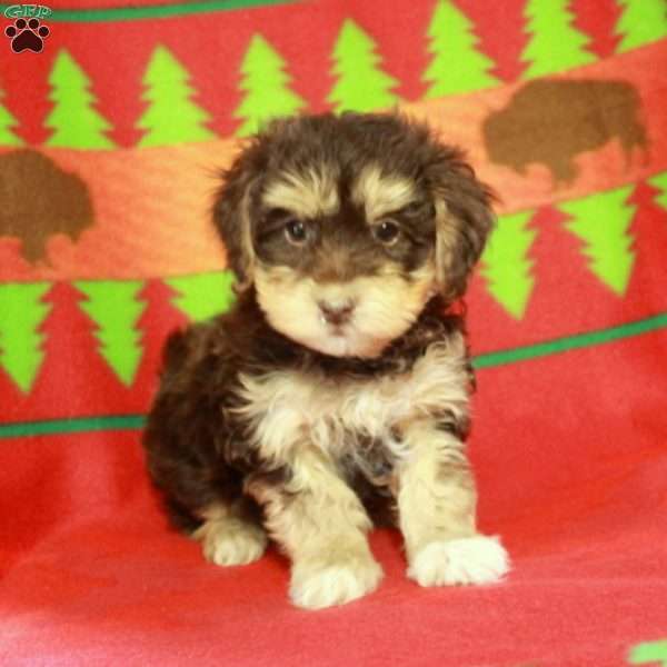 Foster, Havapoo Puppy