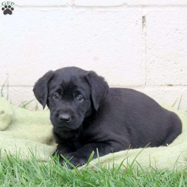 Foster, Black Labrador Retriever Puppy