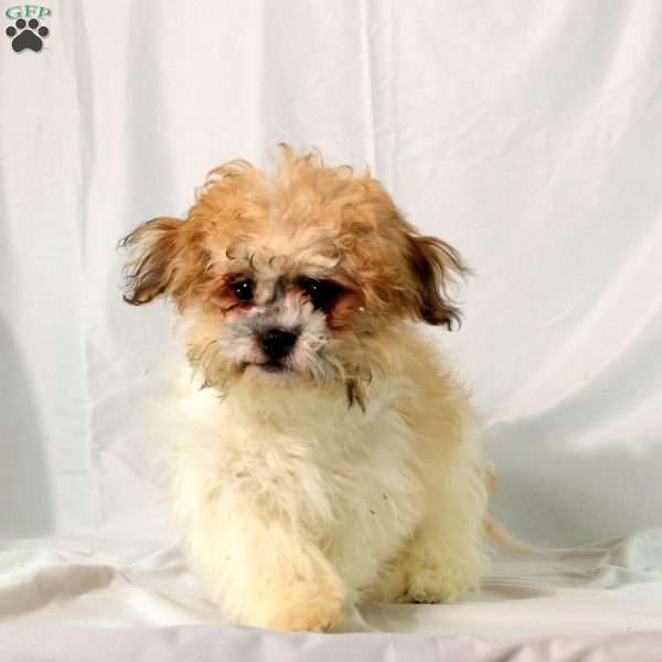 Foster, Teddy Bear Puppy