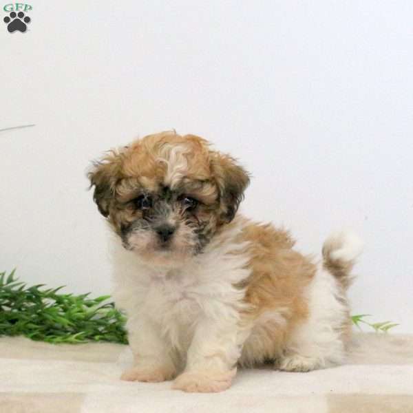 Foster, Teddy Bear Puppy