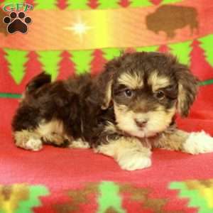 Foster, Havapoo Puppy