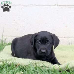 Foster, Black Labrador Retriever Puppy