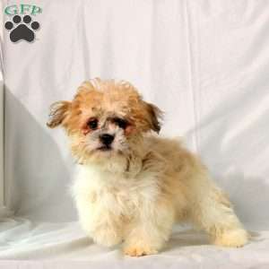 Foster, Teddy Bear Puppy