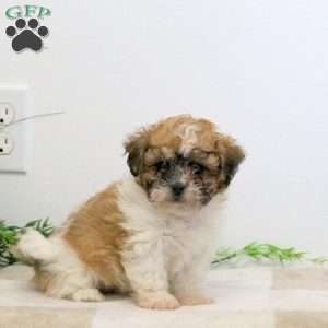 Foster, Teddy Bear Puppy