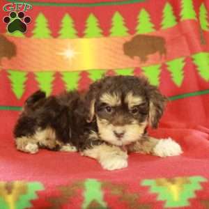 Foster, Havapoo Puppy