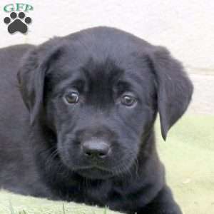 Foster, Black Labrador Retriever Puppy