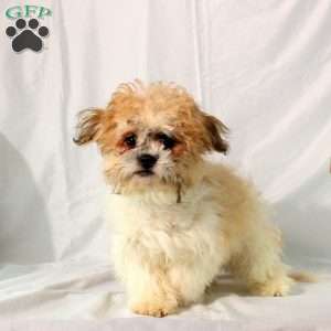 Foster, Teddy Bear Puppy