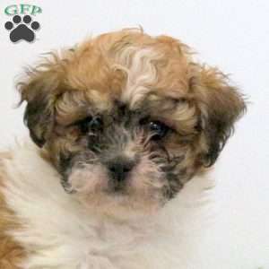 Foster, Teddy Bear Puppy