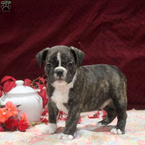 Frank, Frenchton Puppy