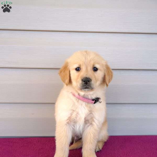Frank, Golden Retriever Puppy