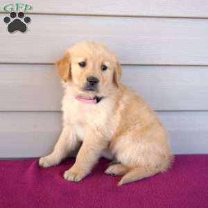 Frank, Golden Retriever Puppy