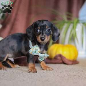 Frankie, Dachshund Puppy
