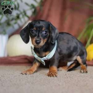 Frankie, Dachshund Puppy