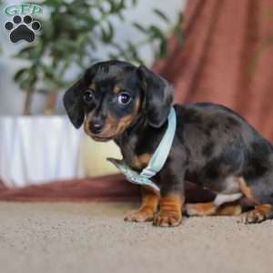 Frankie, Dachshund Puppy