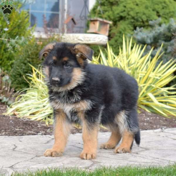 Frankie, German Shepherd Puppy