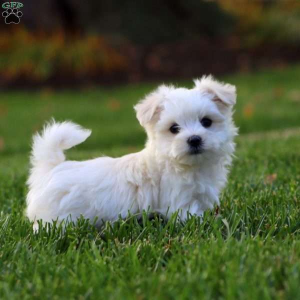 Frankie, Maltese Puppy