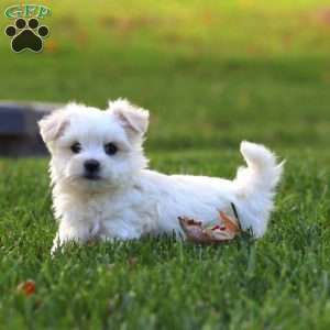 Frankie, Maltese Puppy