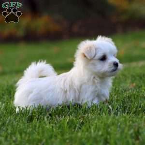 Frankie, Maltese Puppy