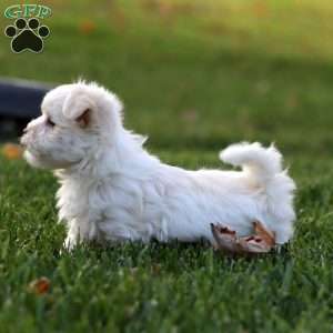 Frankie, Maltese Puppy