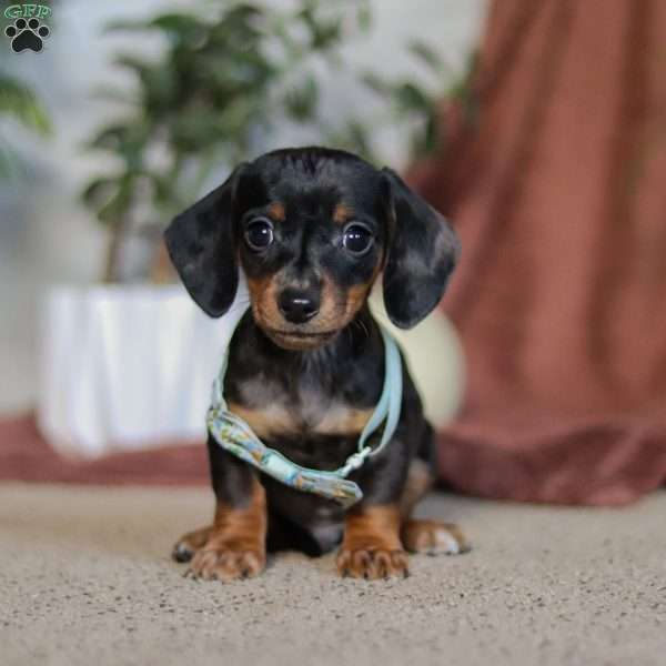 Frankie, Dachshund Puppy