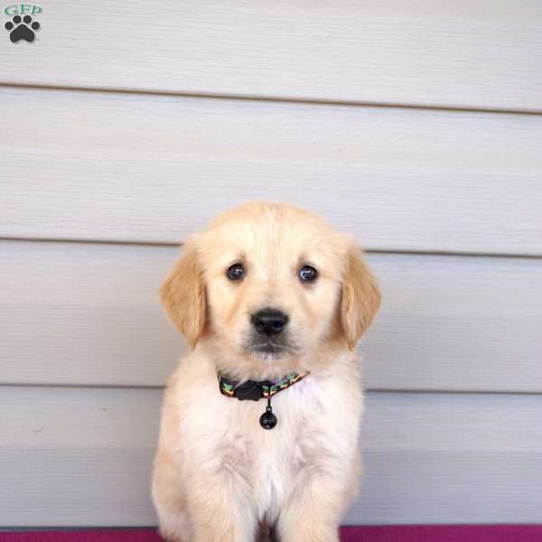 Freckles, Golden Retriever Puppy