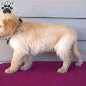 Freckles, Golden Retriever Puppy