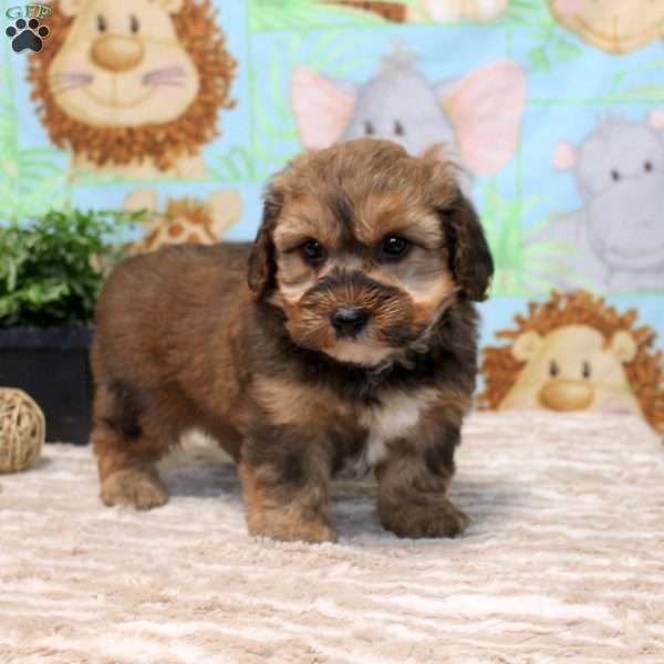 Fred, Yorkie Poo Puppy