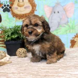 Fred, Yorkie Poo Puppy