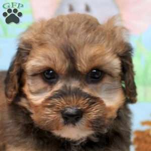 Fred, Yorkie Poo Puppy