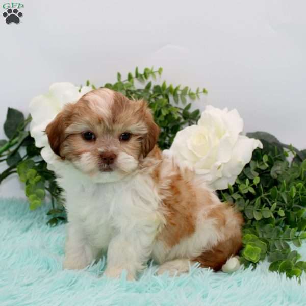 Freddie, Teddy Bear Puppy