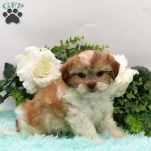 Freddie, Teddy Bear Puppy