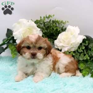 Freddie, Teddy Bear Puppy