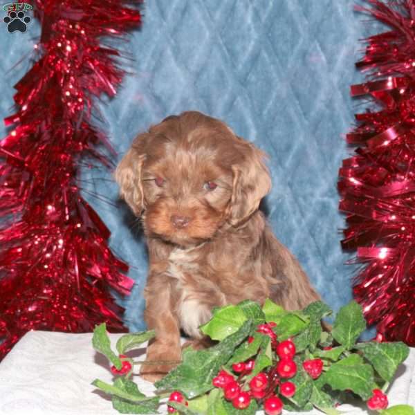 Freddy, Cockapoo Puppy