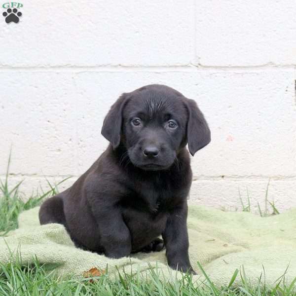 Freddy, Black Labrador Retriever Puppy