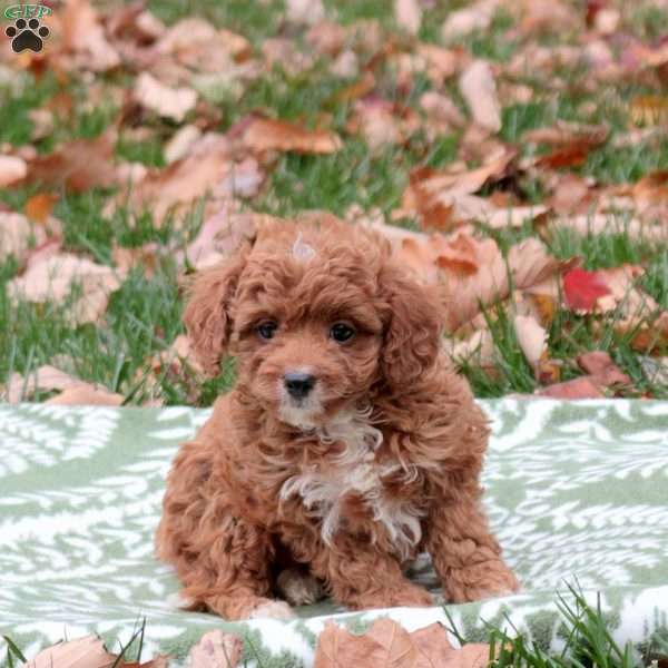 Freddy, Cavapoo Puppy