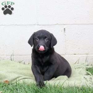 Freddy, Black Labrador Retriever Puppy