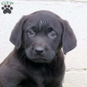Freddy, Black Labrador Retriever Puppy