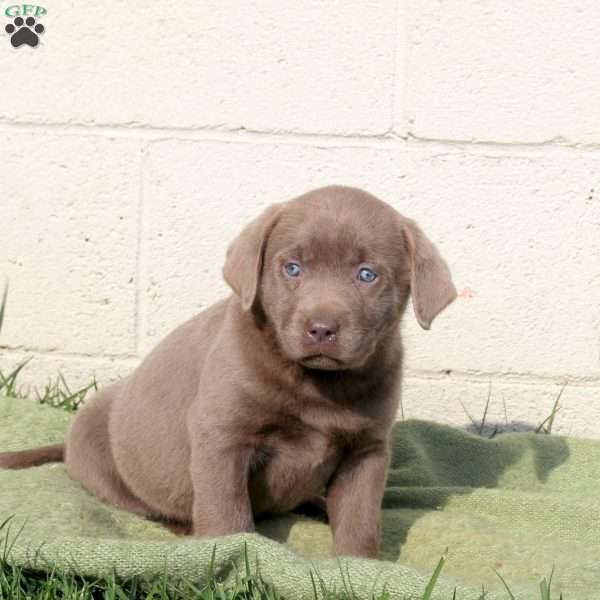 Freida, Silver Labrador Retriever Puppy