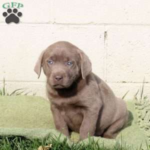 Freida, Silver Labrador Retriever Puppy