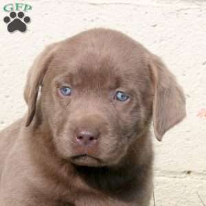 Freida, Silver Labrador Retriever Puppy